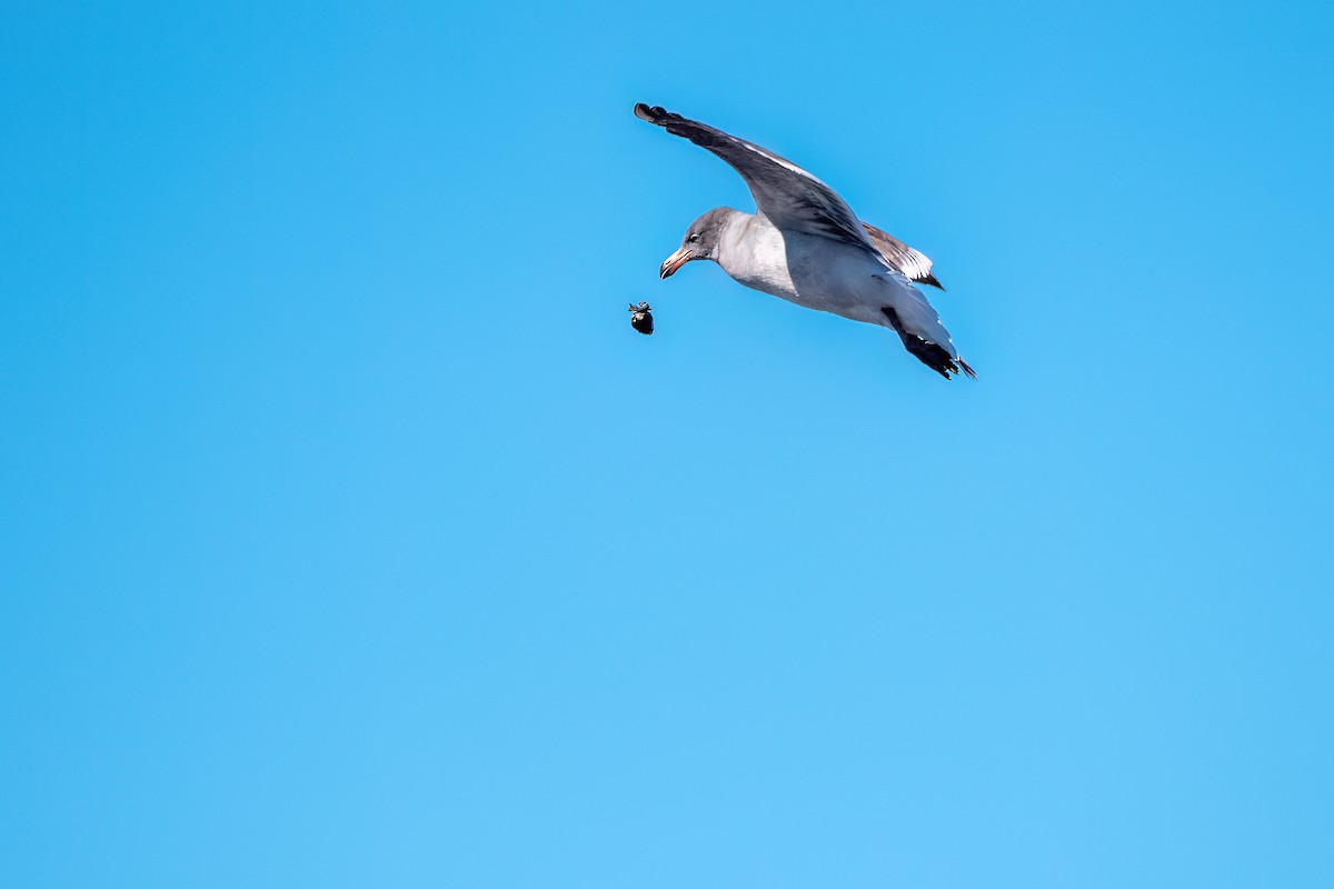 Dolphin Gull - ML645884698