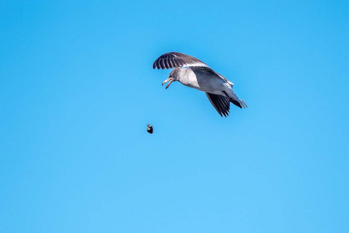 Dolphin Gull - ML645884699