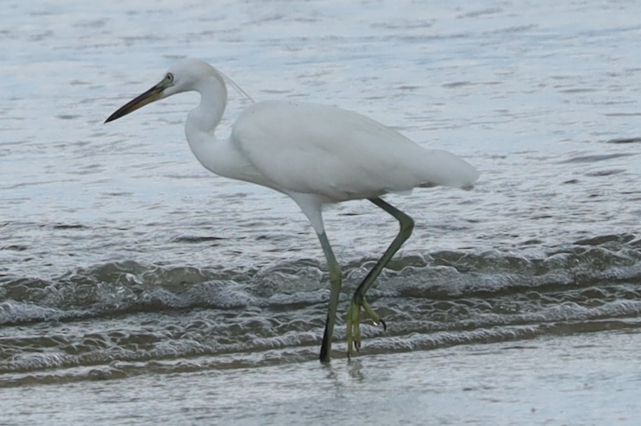 唐白鷺 - ML645884700