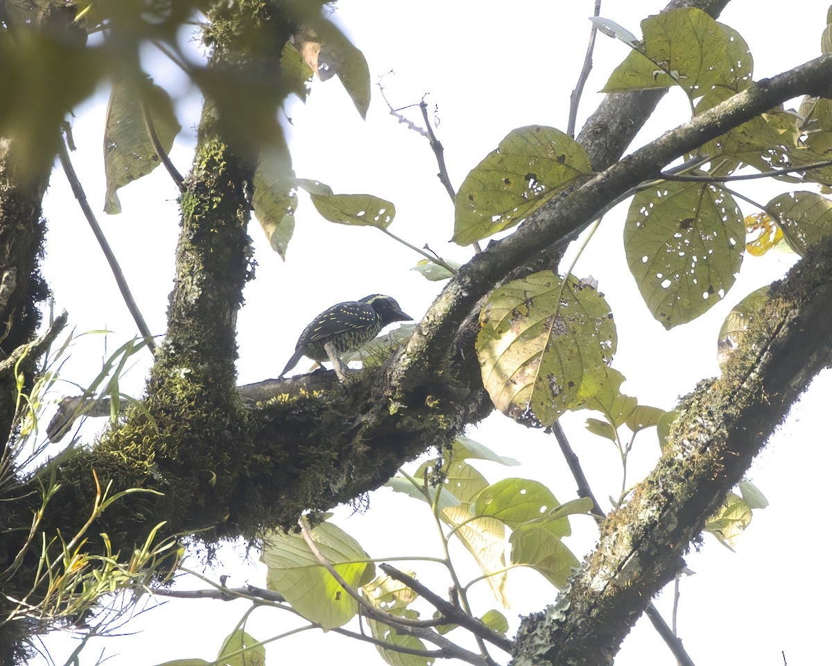 Yellow-spotted Barbet - ML645884701