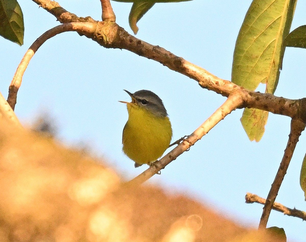 Gray-hooded Warbler - ML645884702