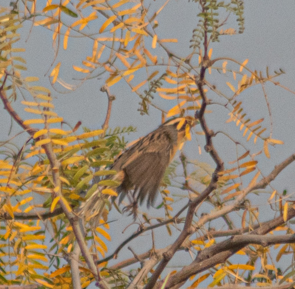 Black-throated Accentor - ML645884703