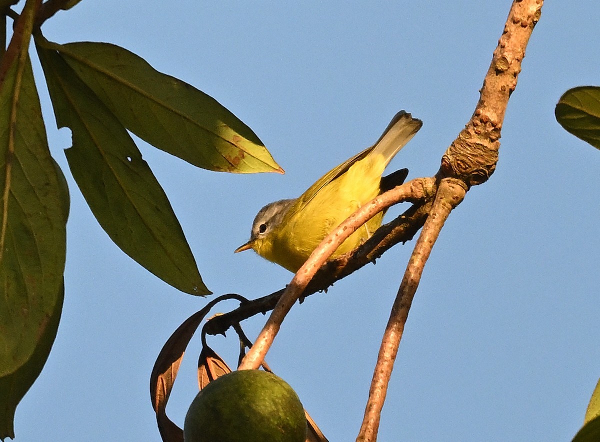Gray-hooded Warbler - ML645884705