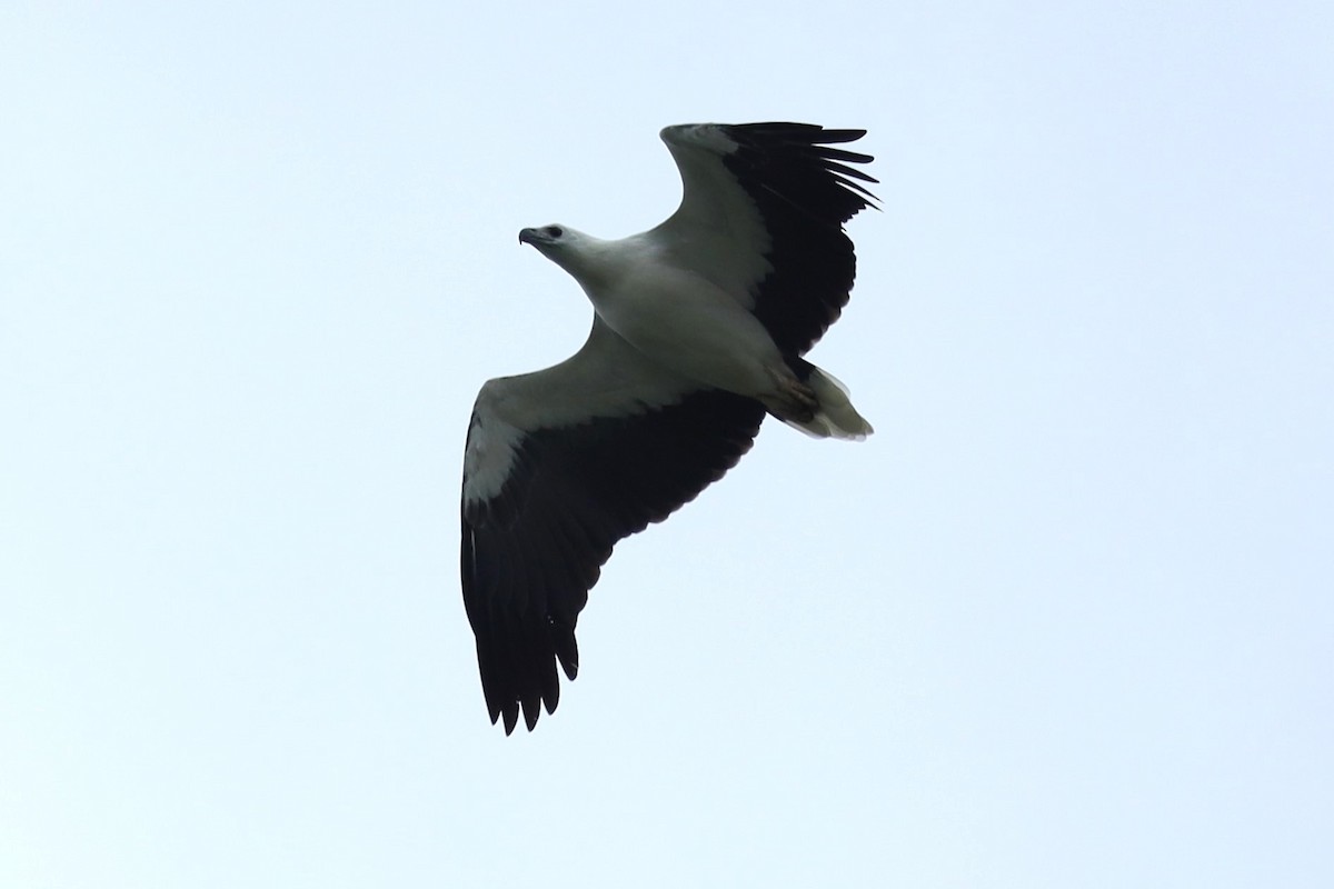 白腹海鵰 - ML645884706