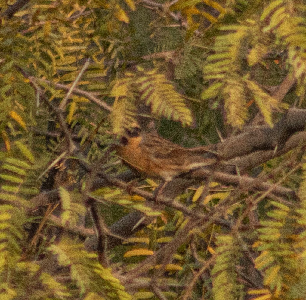 Black-throated Accentor - ML645884707