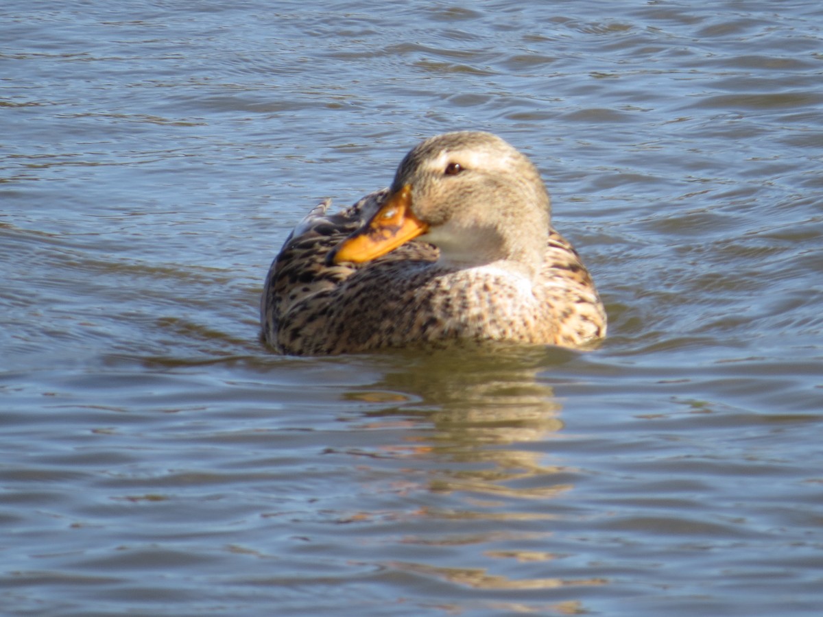 マガモ - ML645884708