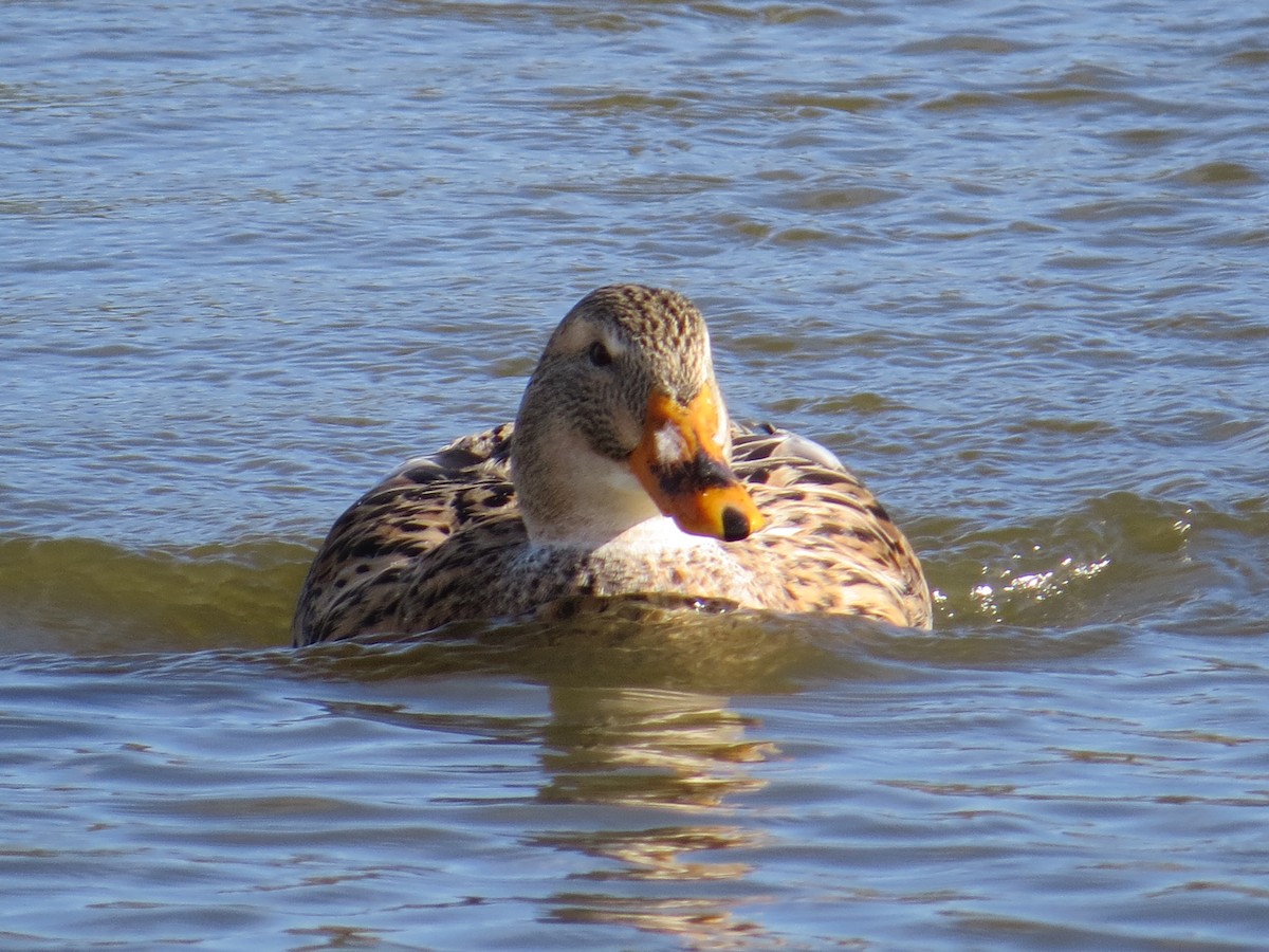 マガモ - ML645884709