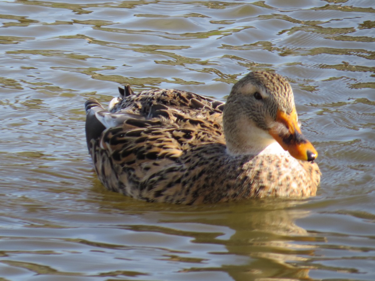 マガモ - ML645884710