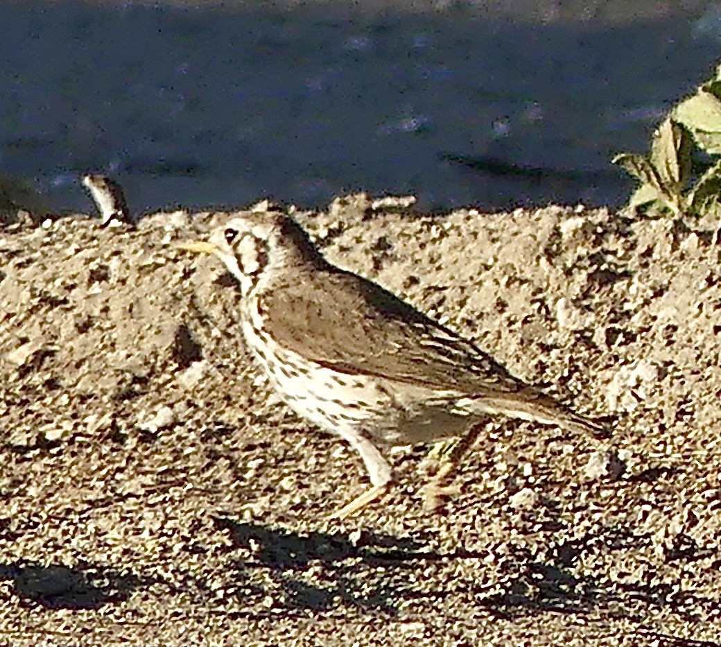 Groundscraper Thrush - ML645884712