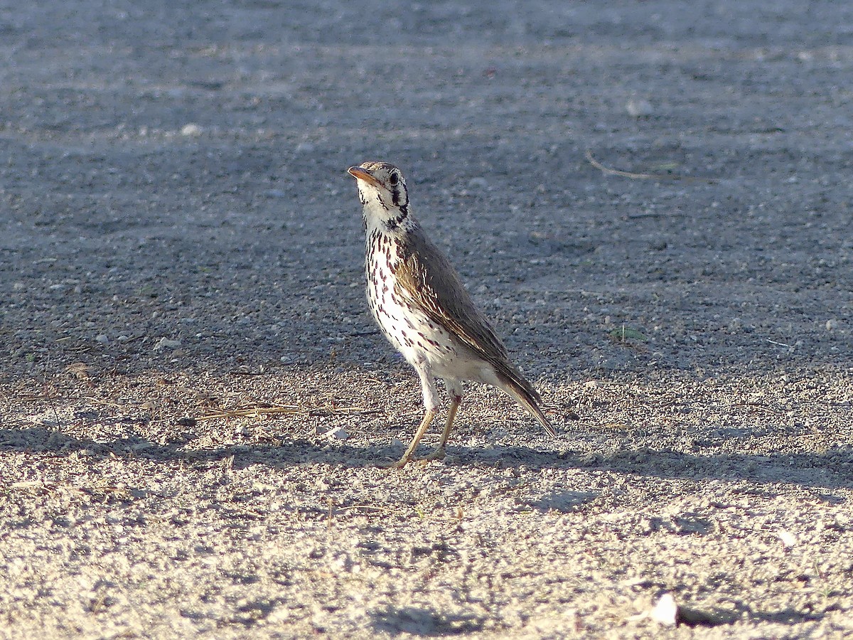 Groundscraper Thrush - ML645884713