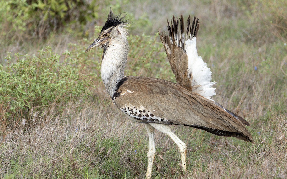 Kori Bustard - ML645884716