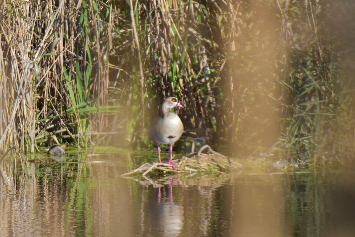 Antzara egiptoarra - ML645884719