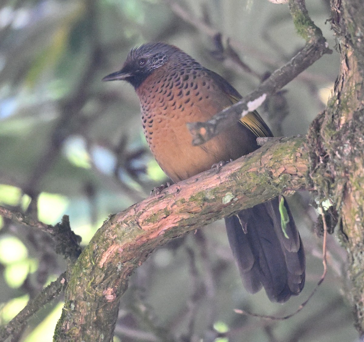 Chestnut-crowned Laughingthrush - ML645884720