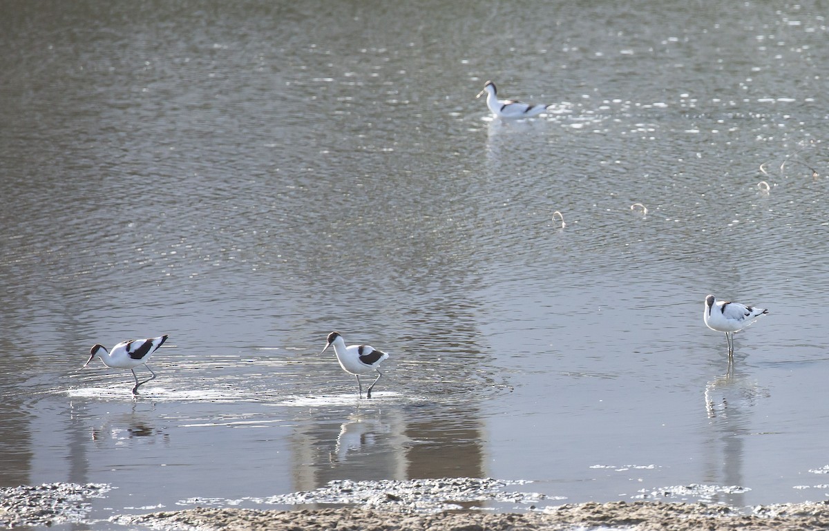 Abozeta kaskabeltza - ML645884721