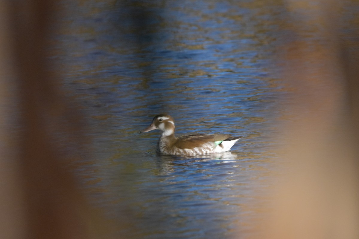 Ringed Teal - ML645884722