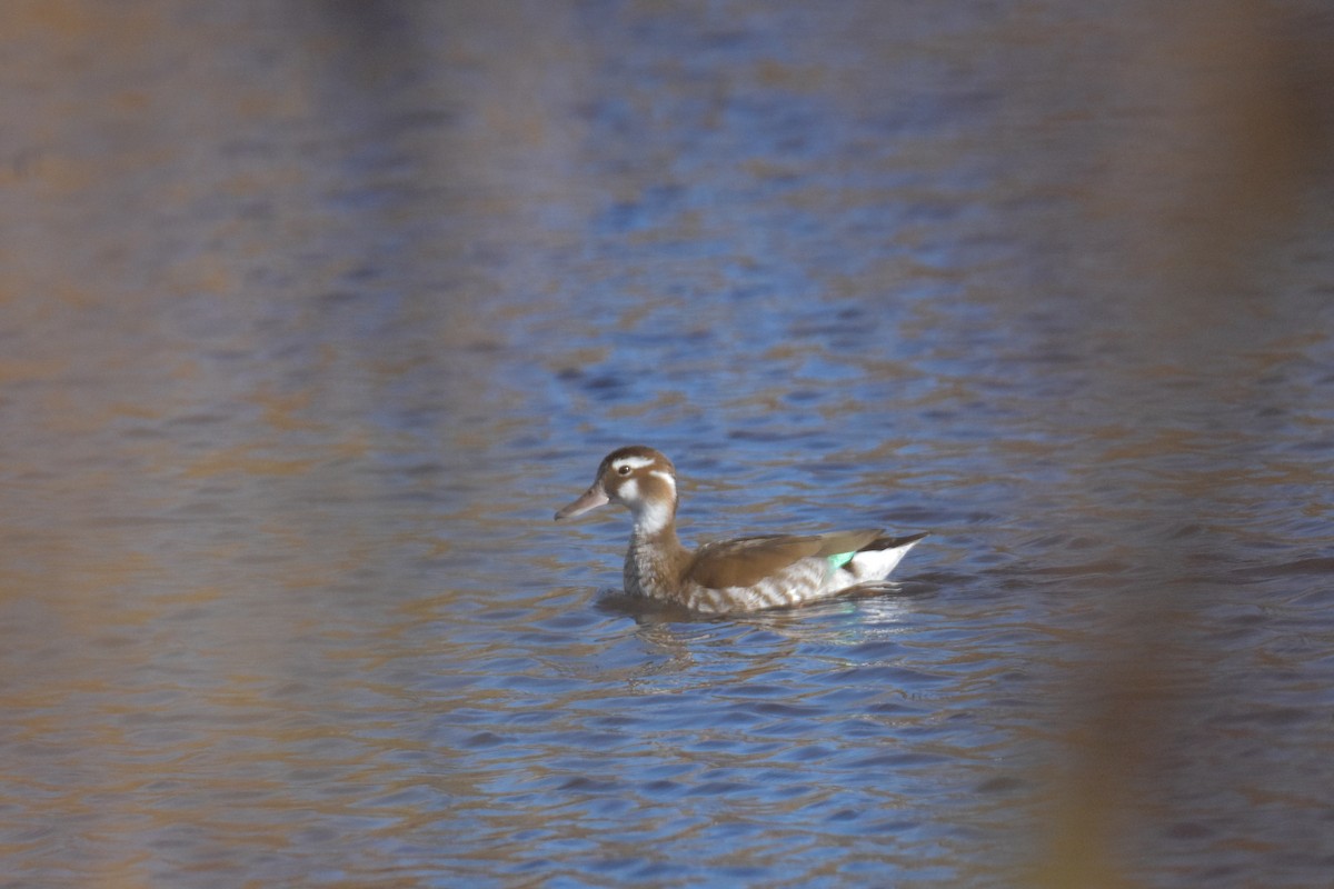 Ringed Teal - ML645884723