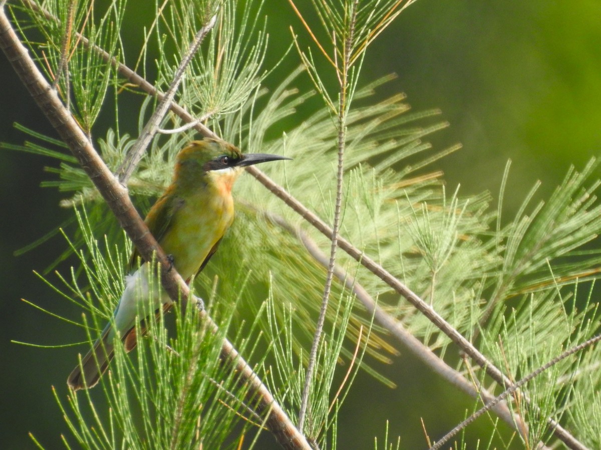 Blue-tailed Bee-eater - ML645884725