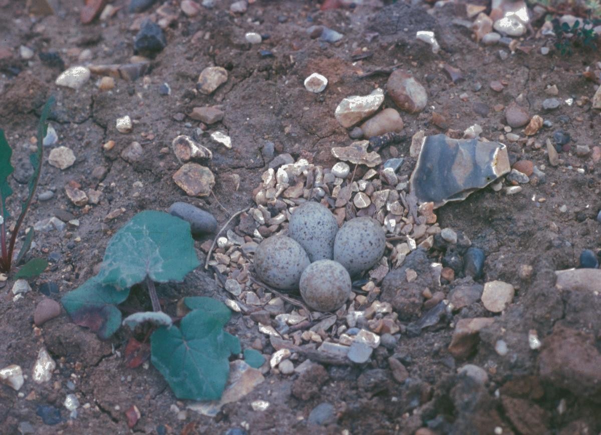 Txirritxo txikia - ML645884726