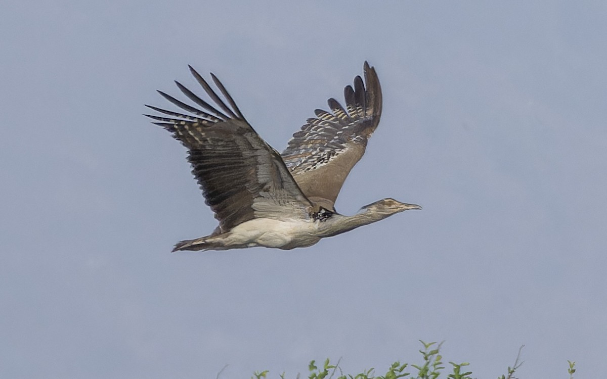 Kori Bustard - ML645884727