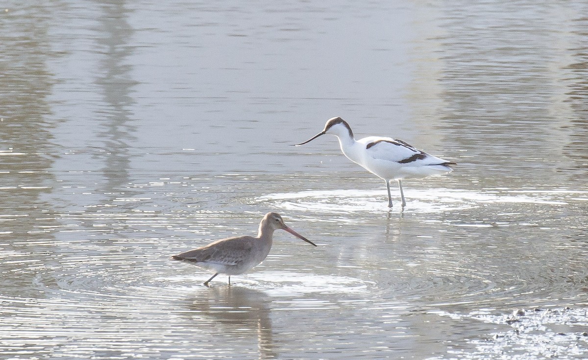 Kuliska buztanbeltza - ML645884729