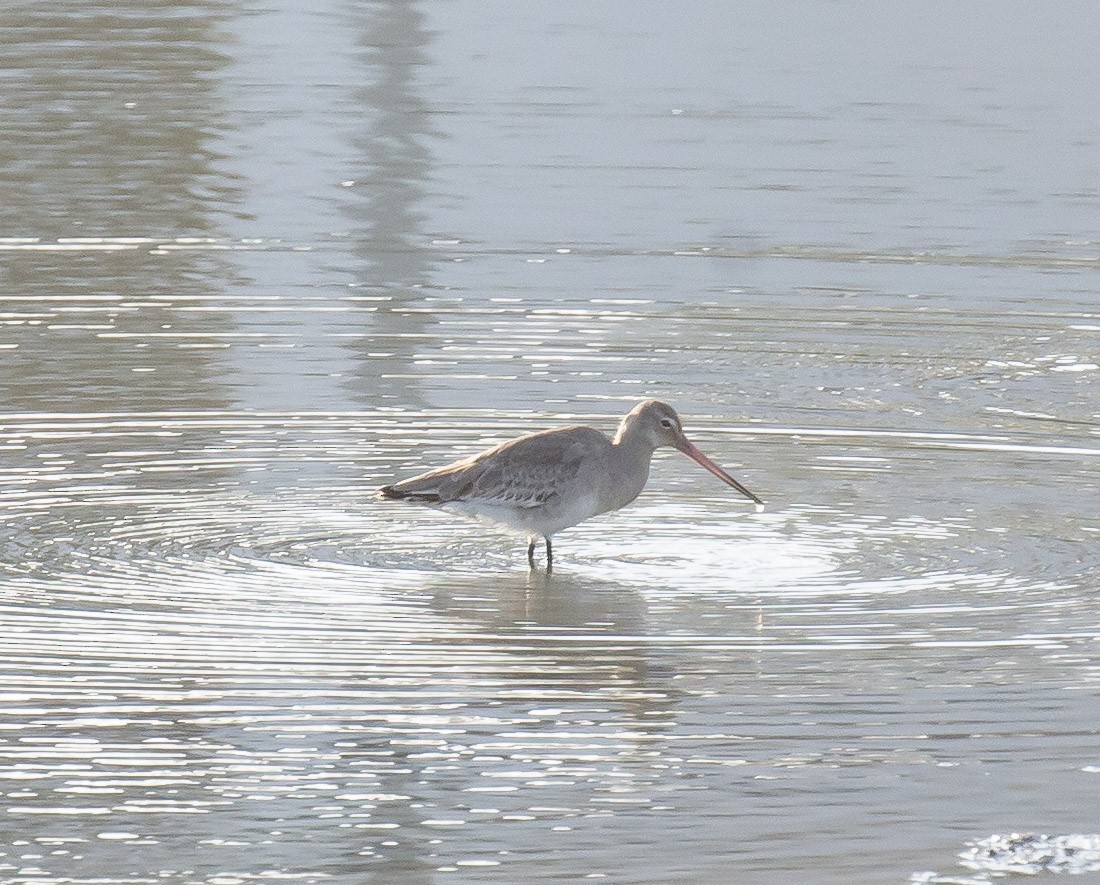 Kuliska buztanbeltza - ML645884730