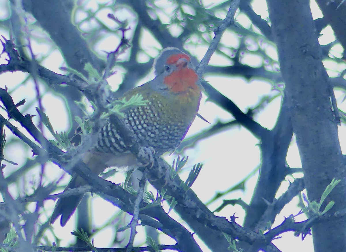 Green-winged Pytilia - ML645884731