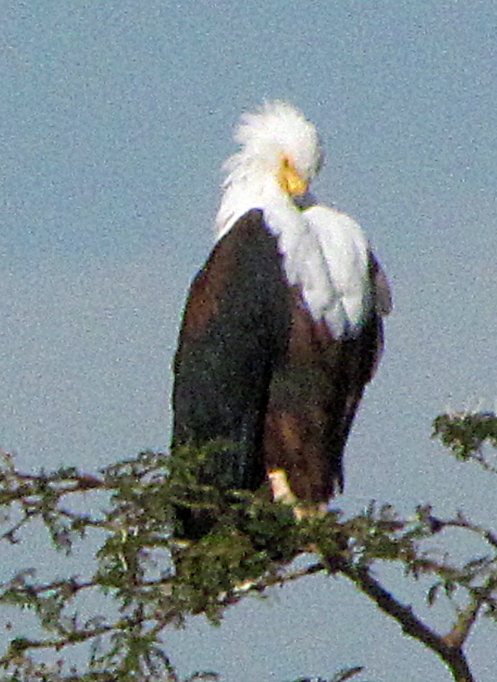 African Fish-Eagle - ML645884735