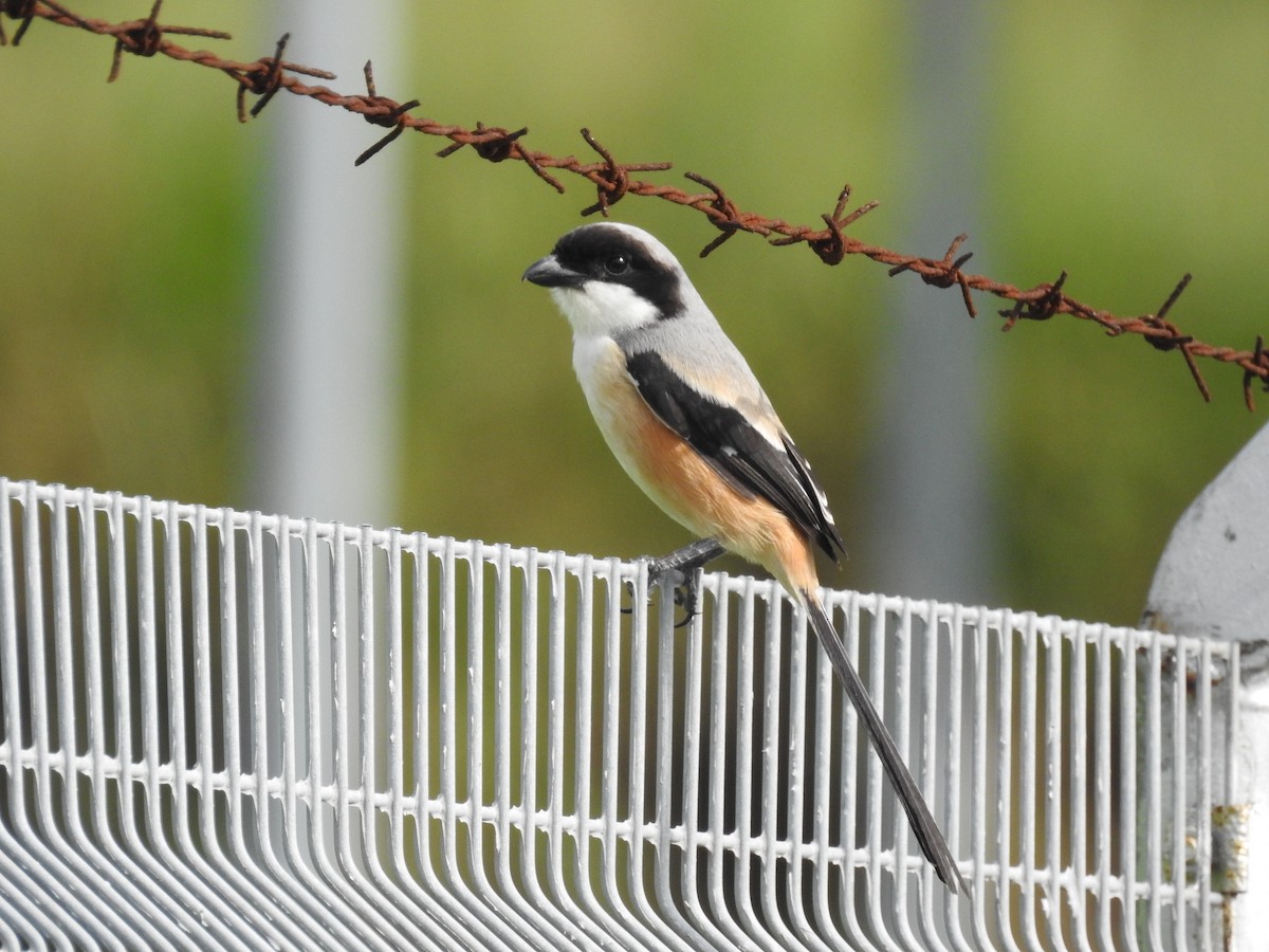 Antzandobi isats-luzea - ML645884736