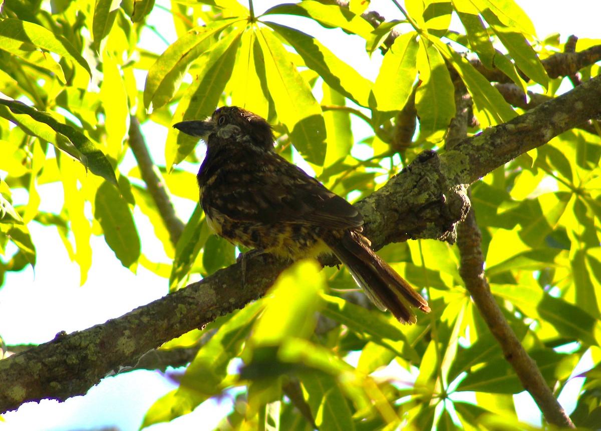 Two-banded Puffbird - ML645884737