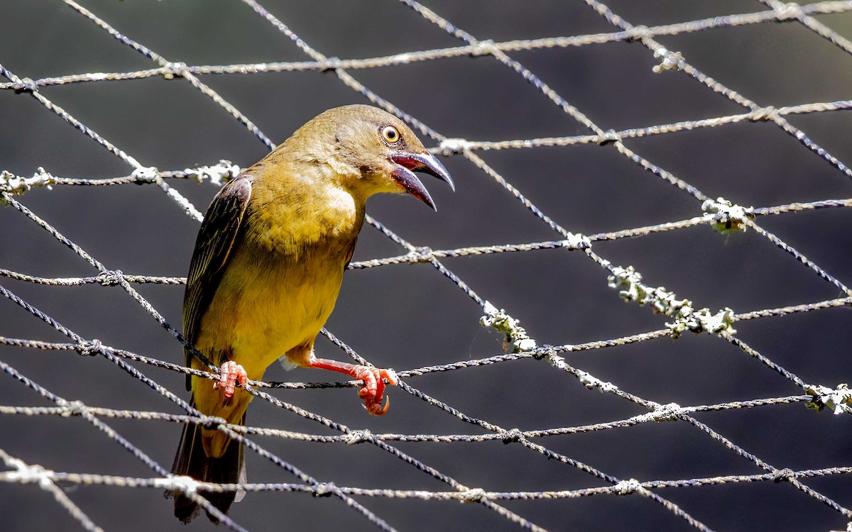 Vieillot's Black Weaver - ML645884738