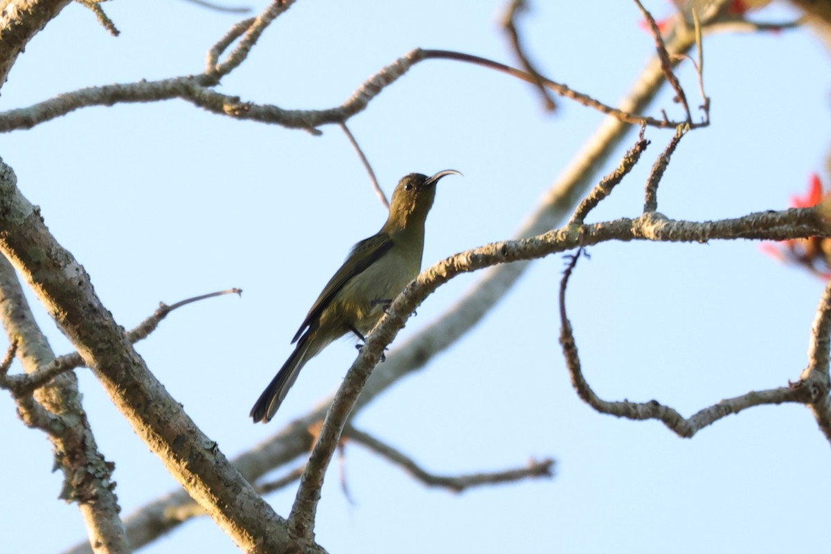 Olive Sunbird - ML645884739