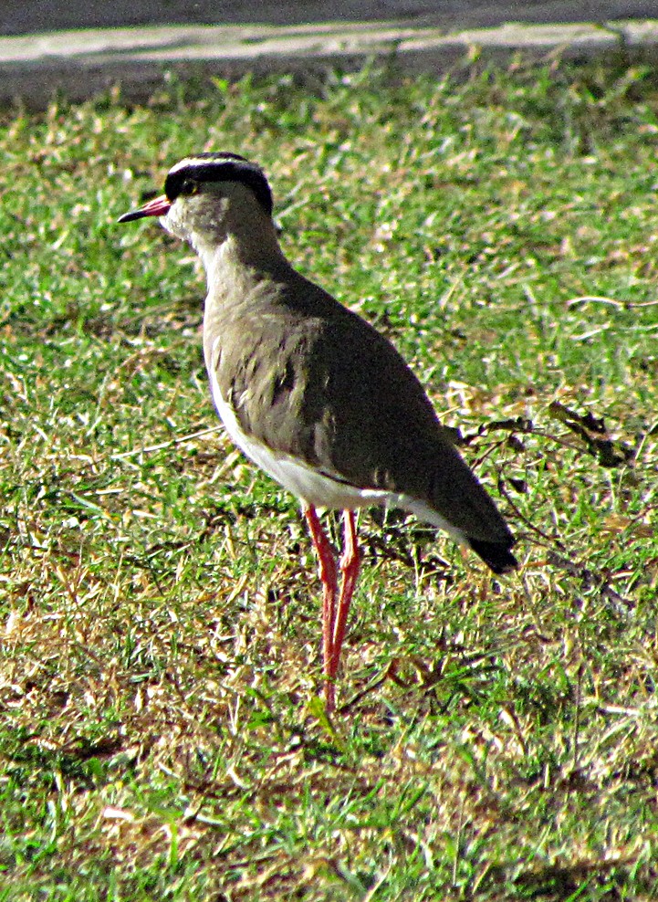 Crowned Lapwing - ML645884740