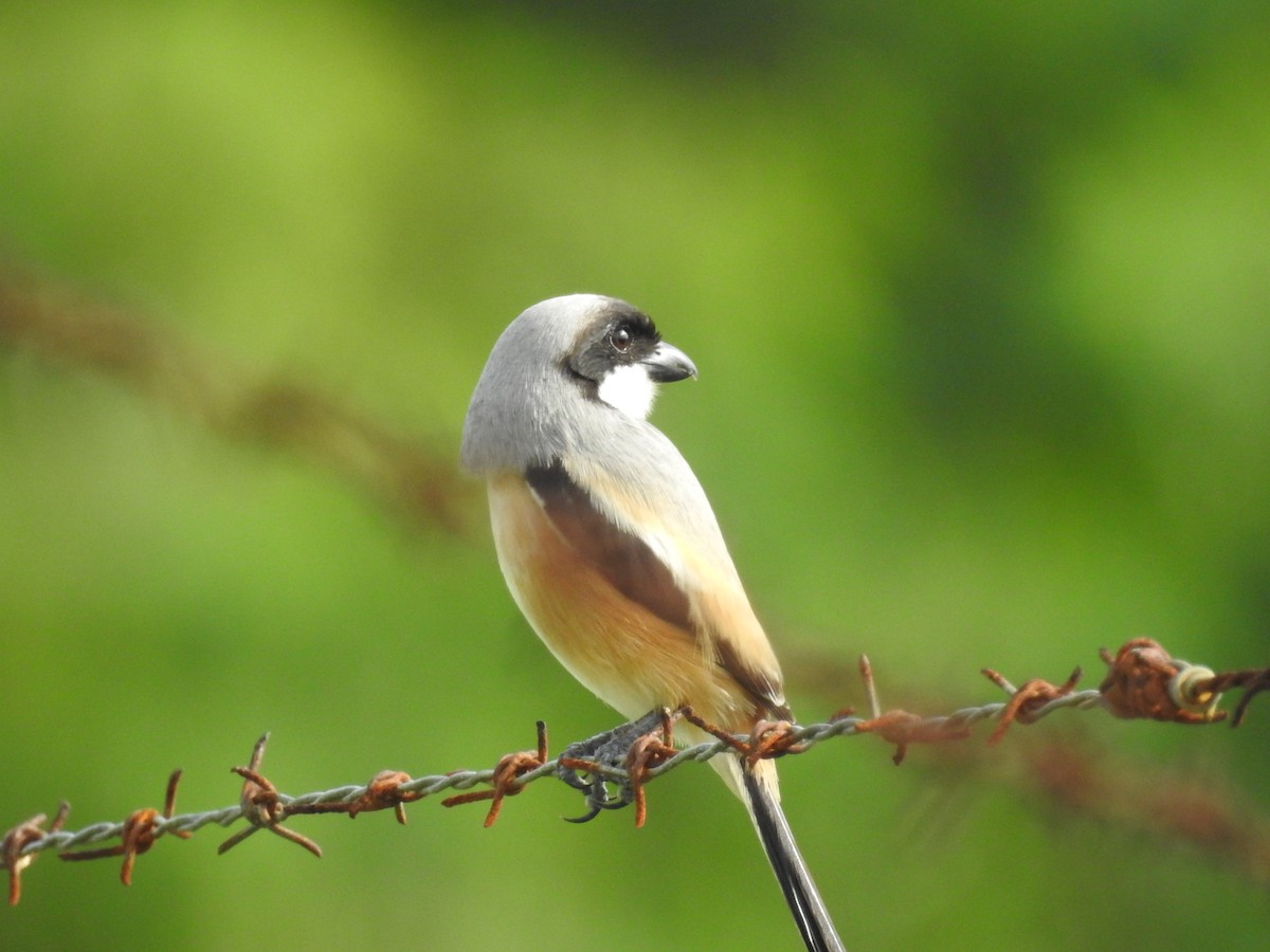 Antzandobi isats-luzea - ML645884741