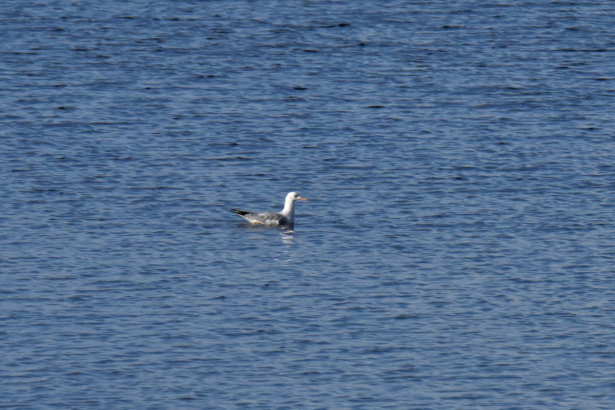 Antxeta mokozorrotza - ML645884742