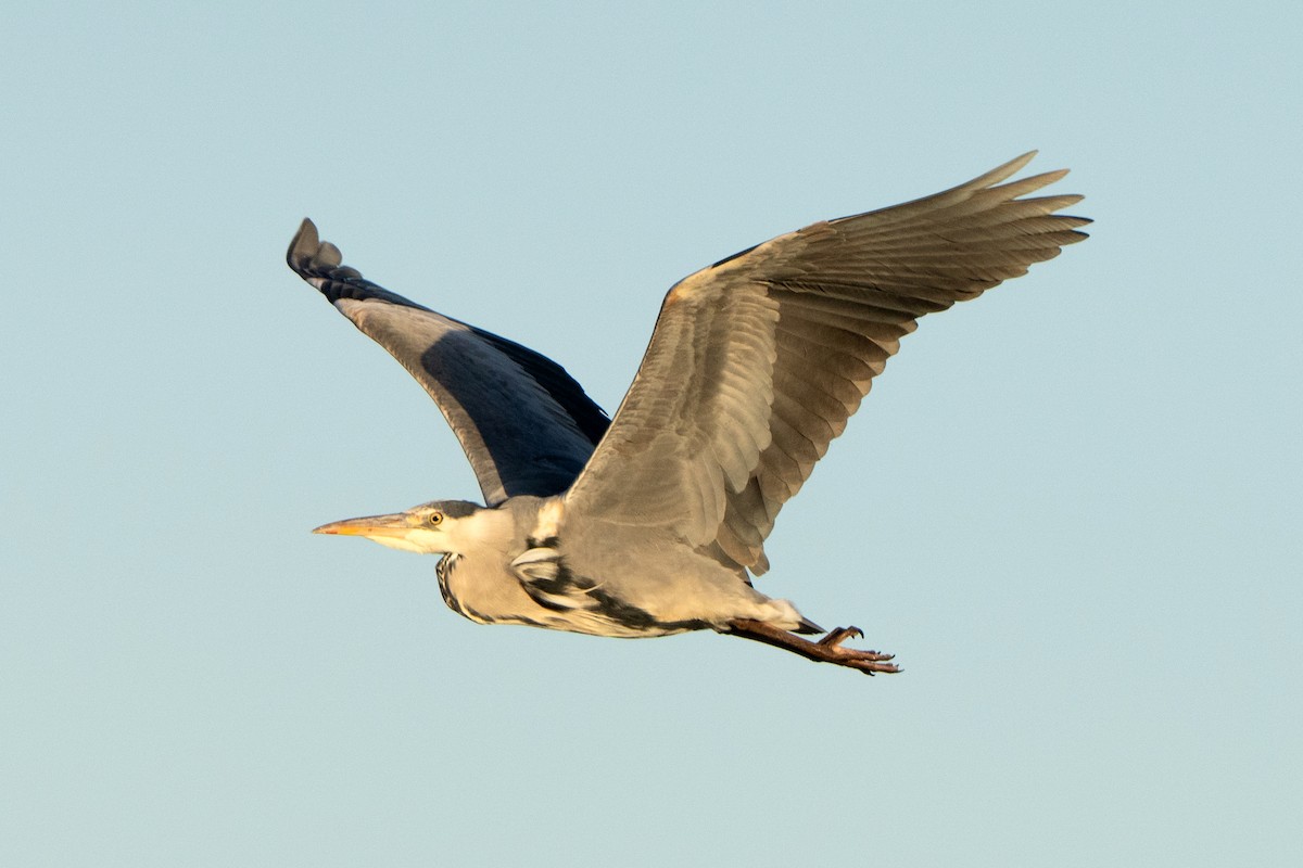 Koartza hauskara - ML645884743