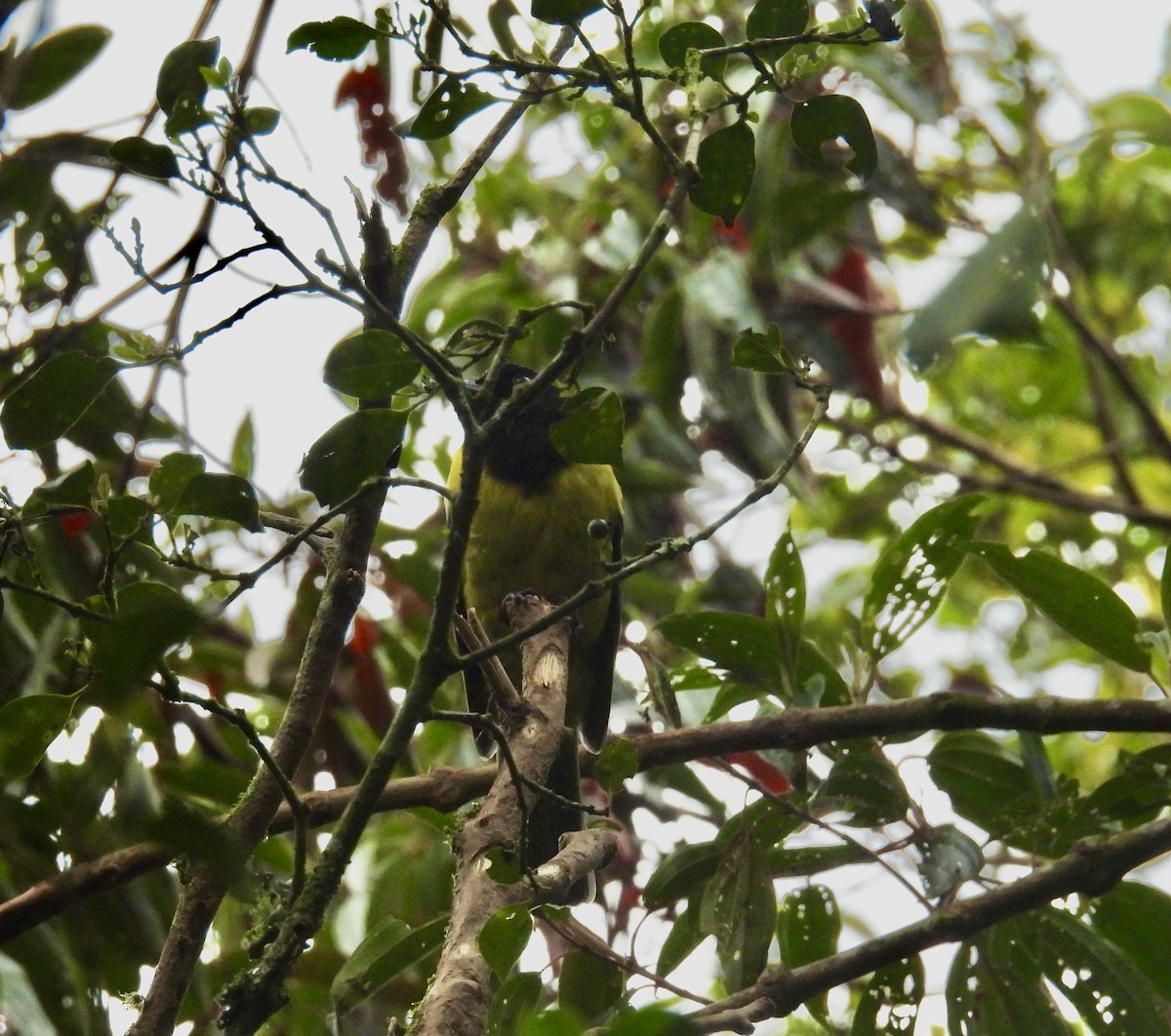 Hooded Berryeater - ML645884744