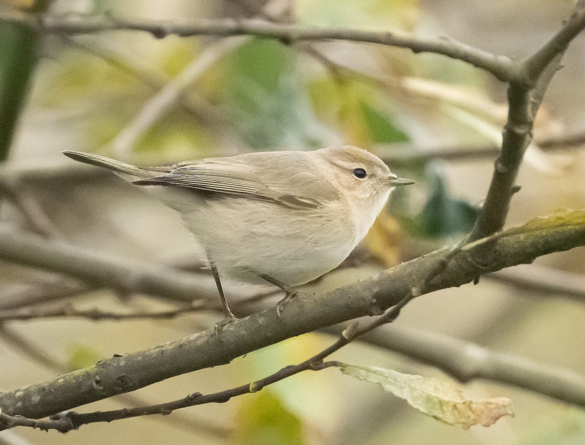 Common Chiffchaff (Siberian) - ML645884745