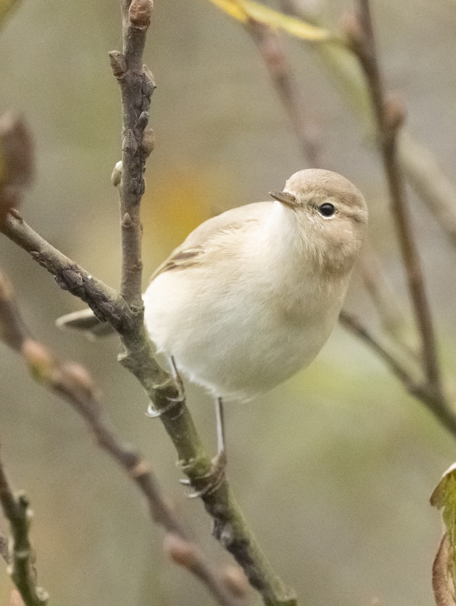 Common Chiffchaff (Siberian) - ML645884747