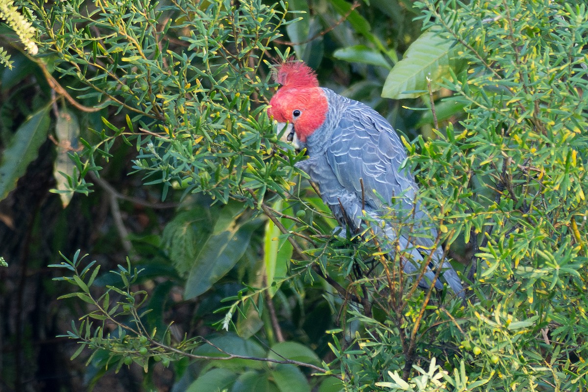 Cacatúa Gangang - ML645884757