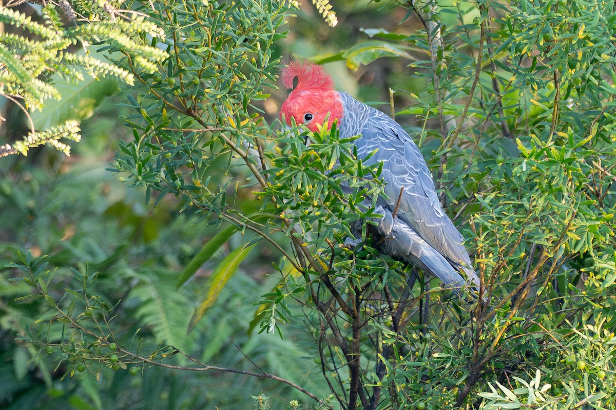 Cacatúa Gangang - ML645884759