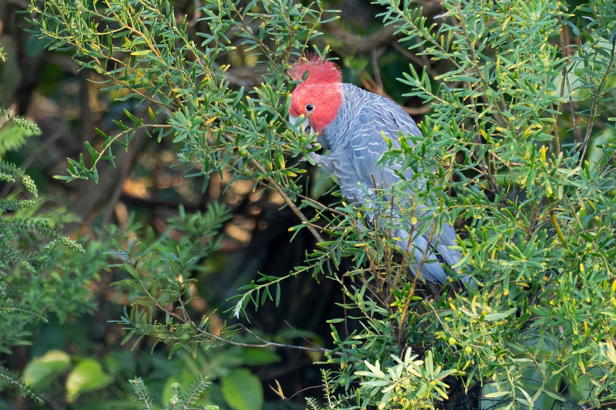 Cacatúa Gangang - ML645884763