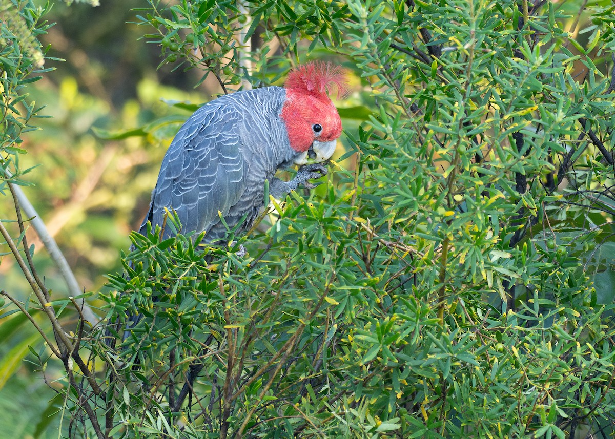 Cacatúa Gangang - ML645884767