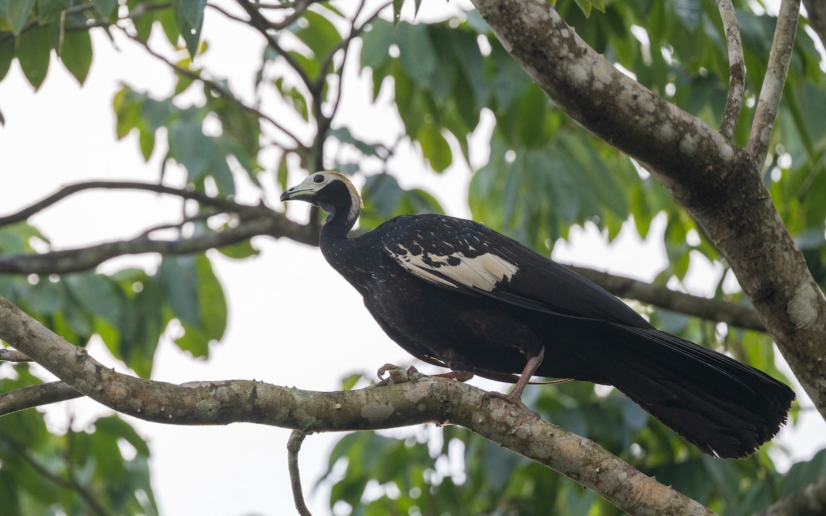 Абурі-крикун білоголовий - ML645884773