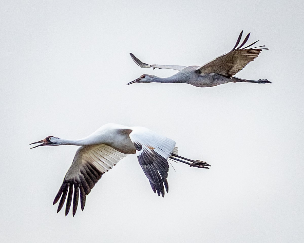 Whooping Crane - ML645884779