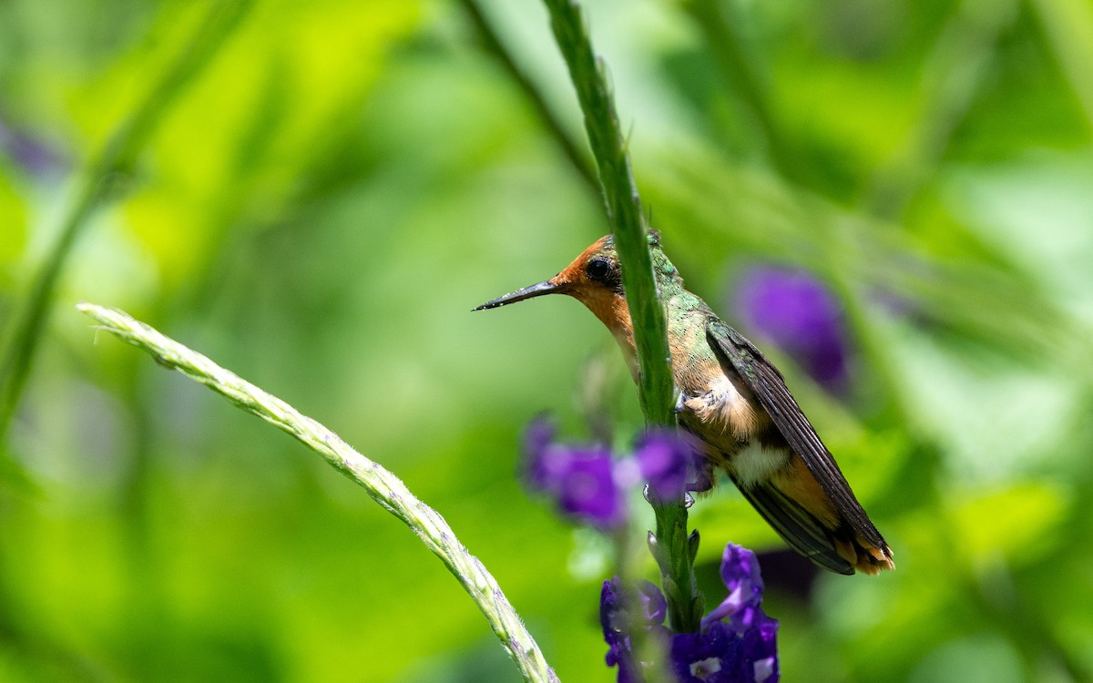 Rufous-crested Coquette - ML645884784