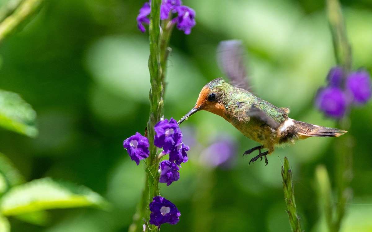 Rufous-crested Coquette - ML645884785