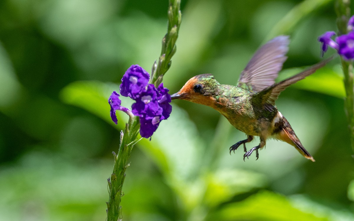 Rufous-crested Coquette - ML645884786