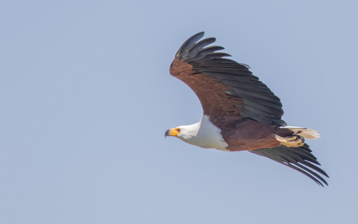 flodørn - ML645884791