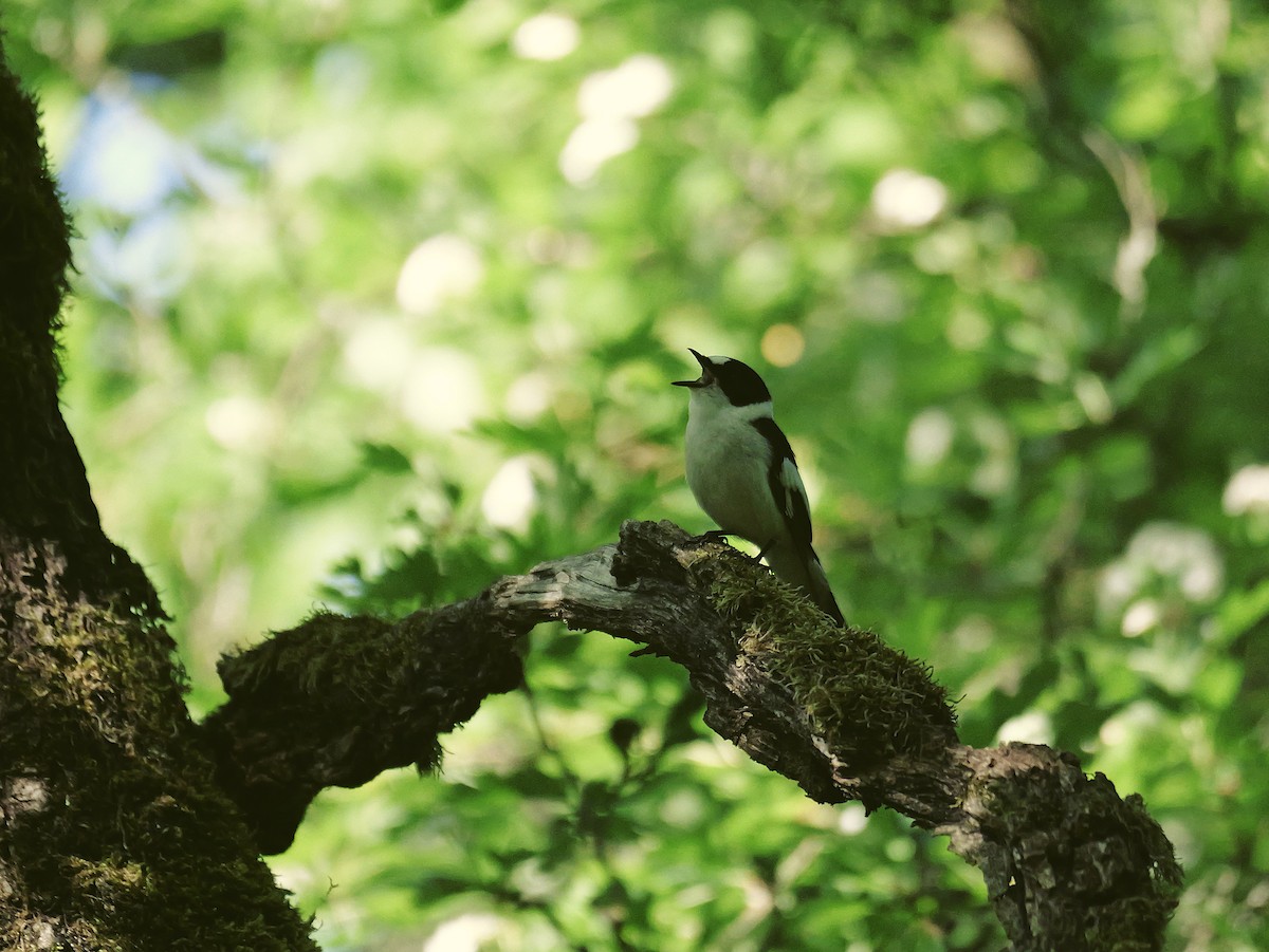 Euli-txori lepazuria - ML645884794