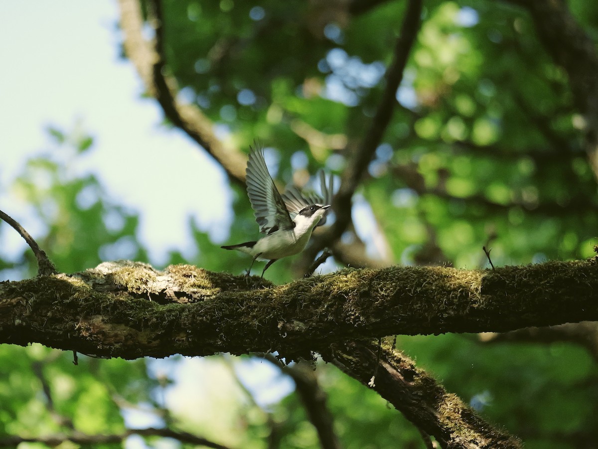 Euli-txori lepazuria - ML645884795